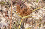 Fragrant flatsedge